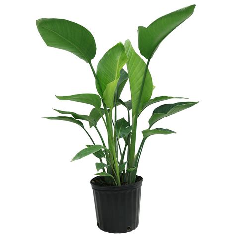 Hover Image to Zoom. . Bird of paradise plant home depot